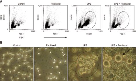 Paclitaxel Alters The Cell Size And Number Of Lps Activated Spleen