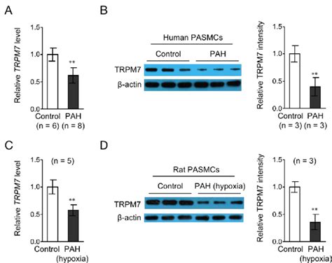 TRPM7 Expression Is Downregulated In PASMCs From PAH Human And A Rat