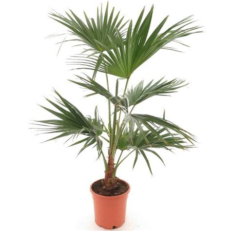 Livistona chinensis pot Ø 28 cm MyPalmShop