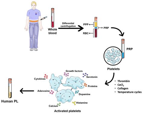 Platelet Lysate