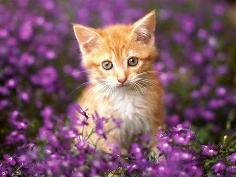 Purple Cute Kitten Flowers Lovely Cute Cat Wallpaper Orange Tabby