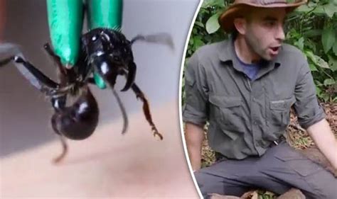 Coyote Peterson gets stung by bullet ant and suffers unbearable pain | Nature | News | Express.co.uk