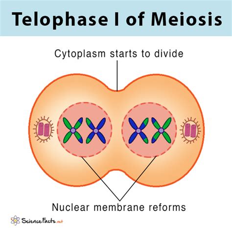 Telophase 1 Diagram And Explanation