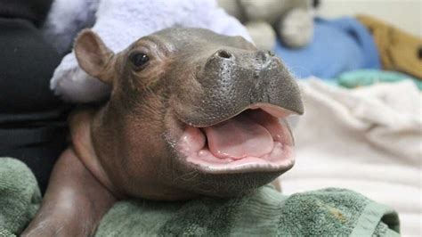 Cute Baby Hippos