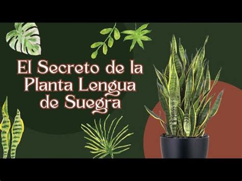 El Significado Espiritual De La Planta Lengua De Suegra Descubre Su