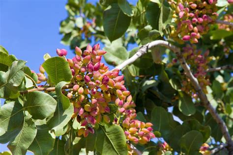 What Does a Pistachio Tree Look Like? » Top Tips