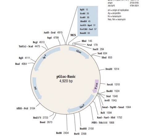 Pgluc Basic载体质粒图谱 优宝生物