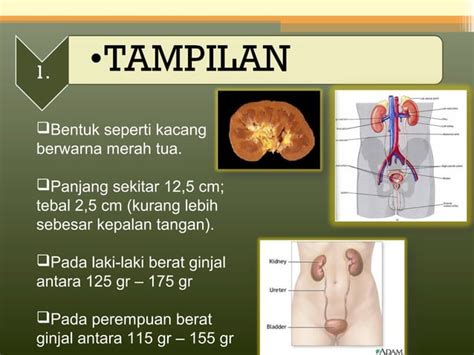 Anatomi Sistem Urinaria PPT