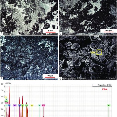 Images showing the microscopic features of the leiolitic bioherm and ...