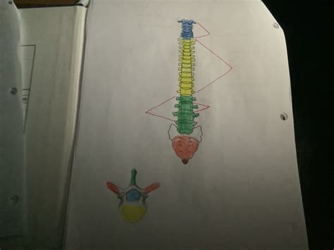 Back Side of spine Diagram | Quizlet