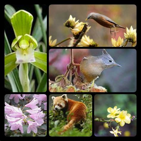sikkim wonders