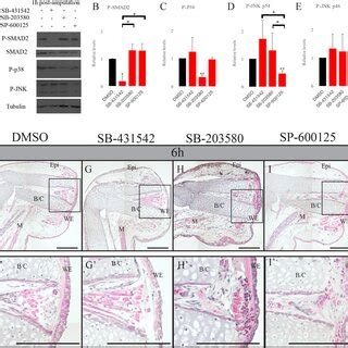 Effect Of Combinations Of Sb Sb And Sp On Wound