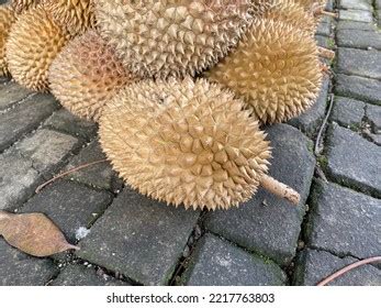 Durian Edible Fruit Several Tree Species Stock Photo 2217763803 ...