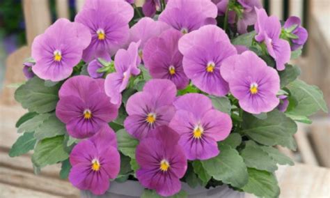 Viola Cornuta Admire Orchid Muller Seeds