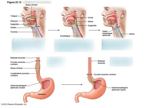 What Is The Difference Between Upper And Lower Esophageal, 51% OFF