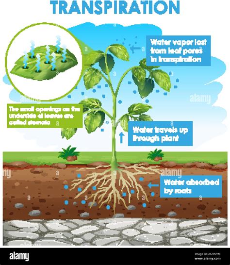 Diagram Showing Transpiration In Plant Illustration Stock Vector Image