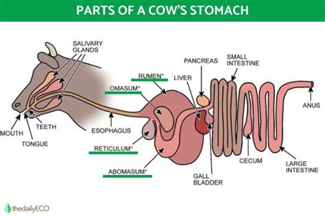 Parts Of A Cow's Stomach And Their Functions With Diagrams, 53% OFF