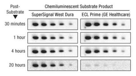 Thermo Scientific Substrat à durée prolongée SuperSignal West Dura