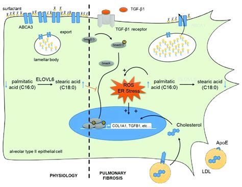 Altered Lipid Metabolism During Fibrosis Contributes To The Activation