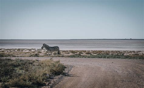 Staying In Etosha Safari Camp In Etosha National Park, Namibia | Drink ...