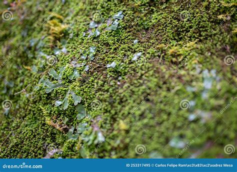 Green Moss On The Ground Fairy Texture Natural Stock Image Image Of