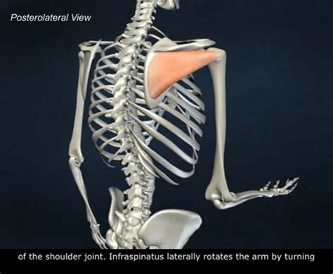 The Rotator Cuff Muscles At Yoga Asia