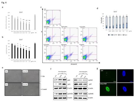 A Mtt Assay And Cell Count B Of Several Different Nhf Cell Lines