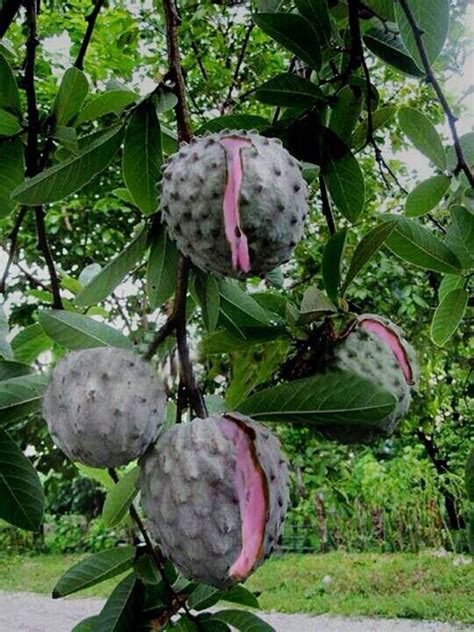 Custard Apple Annona A Fruit Native To India And America Requires