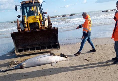 Delfino Morto Trovato In Spiaggia