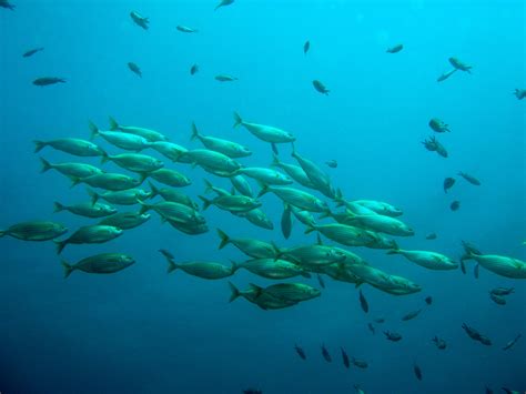 Fotos Gratis Mar Naturaleza Oceano Buceo Biolog A Pescado