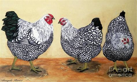 Silver Laced Wyandottes Painting Silver Laced Wyandottes By Amanda