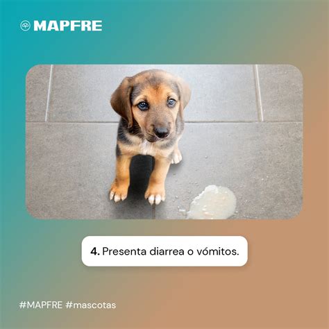 Mapfre M Xico On Twitter Nuestro Amigo Fiel Merece El Mejor De Los