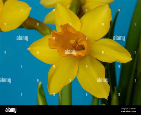 Close Up Of Daffodil Flowers Hi Res Stock Photography And Images Alamy