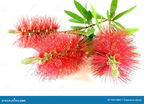 Callistemon Flower