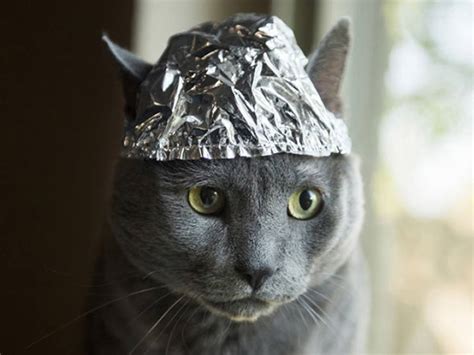 Protect Your Cat With A Tinfoil Hat! (21 pics) - Izismile.com