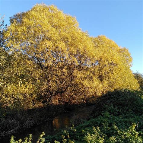 Willows By The River Sowe Henley Green A J Paxton Cc By Sa