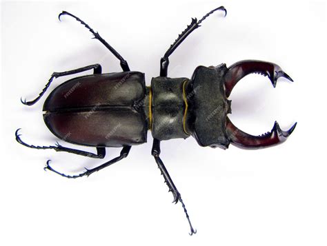 Stag Beetle Insect