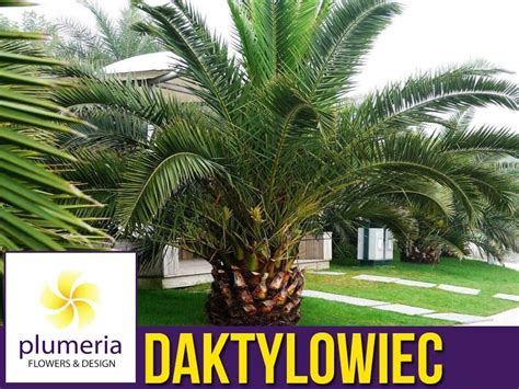 Egzotyczna Palma Daktylowiec Kanaryjski Phoenix Sadzonka Plumeria Pl