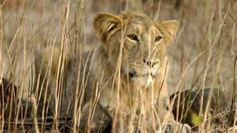 Gir Lions To Be Back In Jungle In Indias Largest Reintroduction