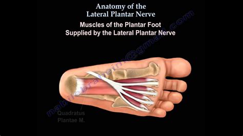 Nerve Diagram Of Foot