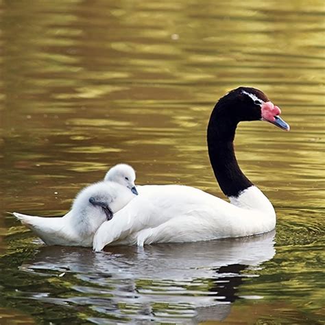 Meet The Swans City Of Sumter Sc