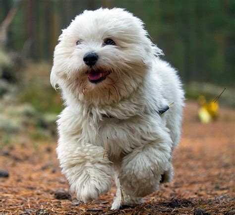 Coton de Tulear Info, Temperament, Puppies, Pictures