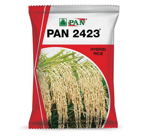 Buy High-Quality Hybrid Rice Seeds Online | Panseeds