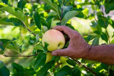 Assomela la mela italiana ha una sua solidità