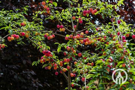 Prunus Domestica Opal Pruim Boomkwekerijen M Van Den Oever Zonen