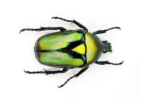 Green Beetle Isolated On White Rhomborrhina Resplendens Macro Close Up