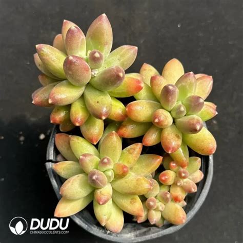 Pachyphytum Compactum Clustering China Wholesale Succulent Plants