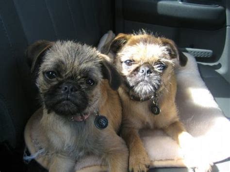 Images And Places Pictures And Info Brussels Griffon Pug Mix