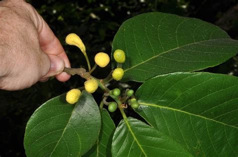 Artocarpus Ovatus Moraceae Image 38851 At PhytoImages Siu Edu