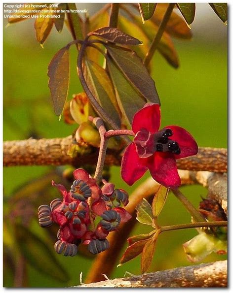 Plantfiles Pictures Akebia Species Chocolate Vine Five Leaf Akebia